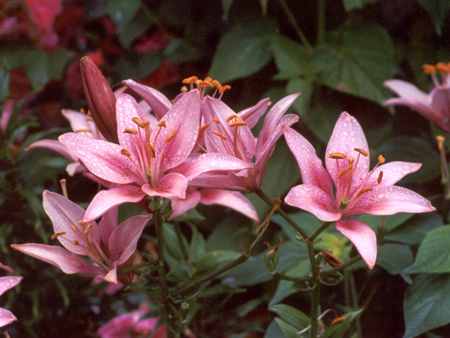 Unknown Lily